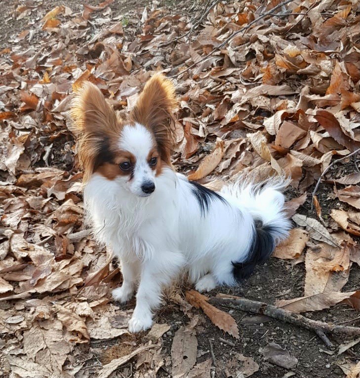 Rosabelle Des Champs D'Avat